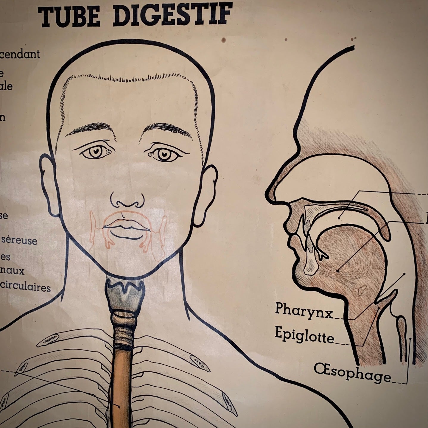 Planche anatomique - Tube digestif. Signé Arnould Moreaux. Librairie Maloine , rue de l'Ecole de Médecine. Paris.