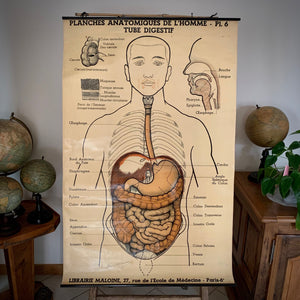 Planche anatomique - Tube digestif. Signé Arnould Moreaux. Librairie Maloine , rue de l'Ecole de Médecine. Paris.